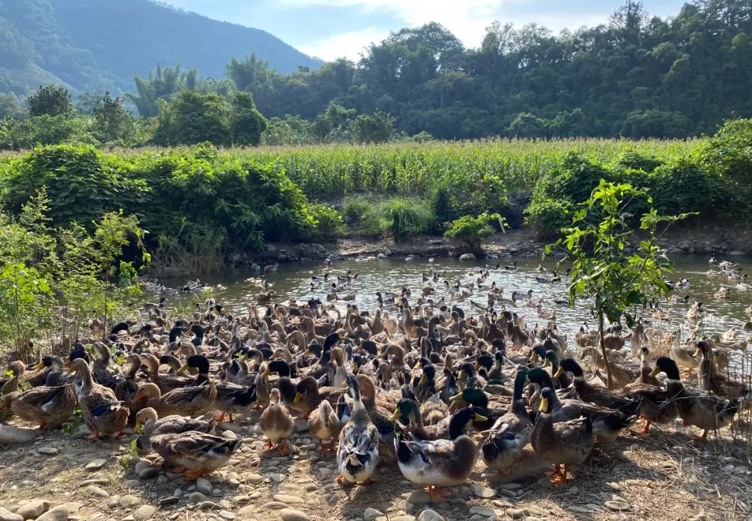 村集體經濟6 村集體經濟6